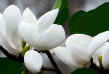 白玉兰花寓意