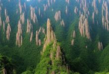 黄山毛峰区域品牌