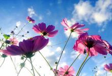 拼多多刚开的新店铺没流量怎么办？有哪些流量来源？