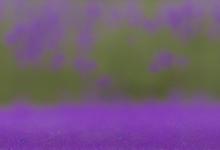 紫罗兰掉坠