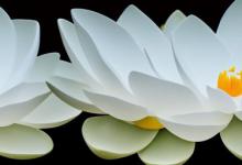 白玉莲花有什么寓意吗