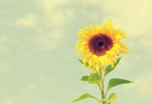 怎样发拼多多截图？好评如何获得？