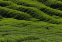 崂山绿茶春茶采摘时间