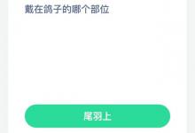 能发出悠扬响声的鸽哨佩戴在鸽子的哪个部位？蚂蚁庄园每日答案