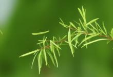 碧螺春茶树分公母吗