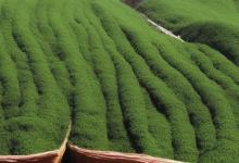 信阳毛尖洗茶