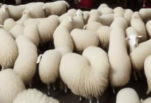 且末料羊脂白玉值钱么
