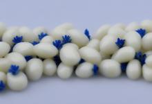 白玉籽料带了青花
