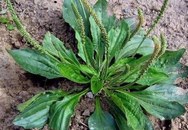 车前草是个宝,用来煮水喝,或能帮助解决4大常见问题_养生保健_中睿