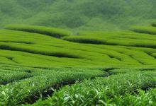 崂山绿茶的制作工艺