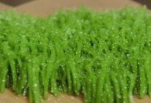 宝顶雪芽(品味)