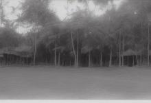 太平猴魁1912