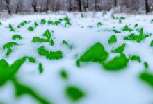 雪芽泡出来不绿