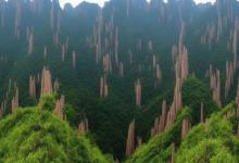 什么人不能喝黄山毛峰
