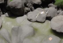 黄山毛峰的泡法