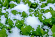 能吃的雪芽
