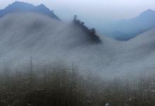 峨眉山雪芽怎样