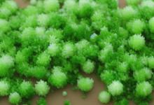 宜兴雪芽特征