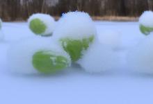 日铸雪芽采自芽头