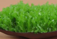 光山雪芽好喝么