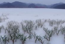 宝顶雪芽 碧潭飘雪