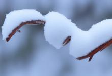 雪芽怎么分辨