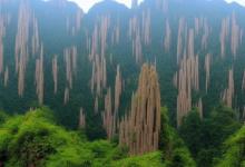 黄山毛峰的做用