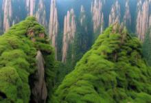 黄山毛峰香气是什么香