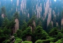 徽六黄山毛峰