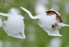 雪芽 雀舌哪个好