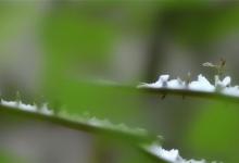 峨眉山雪芽是雀舌吗