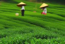 都匀毛尖茶的泡发