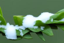 怎么样鉴别绿茶雪芽呢