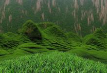 明前茶黄山毛峰鉴别