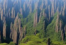 黄山毛峰标准