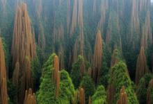 雀舌茶是黄山毛峰吗