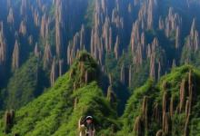 黄山毛峰泡多久