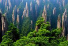 和黄山毛峰