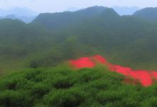 沩江白毛尖价格
