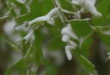 峨眉雪芽与娥眉毛峰