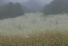 峨眉雪芽分布区域