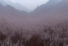 峨眉山景区卖的雪芽