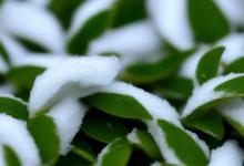 白茶叶雪芽