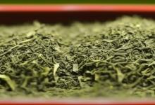 雪青是日照绿茶吗