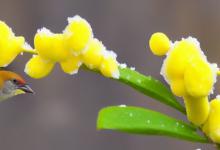 雀舌黄芽雪芽哪个好