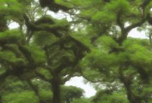 徽六太平猴魁怎么样