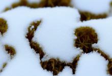 雪芽茶内质