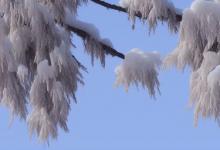 雪芽近自峨眉得