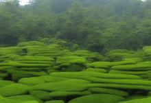 峨眉雪芽黑水茶园基地