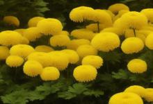 菊花碧螺春